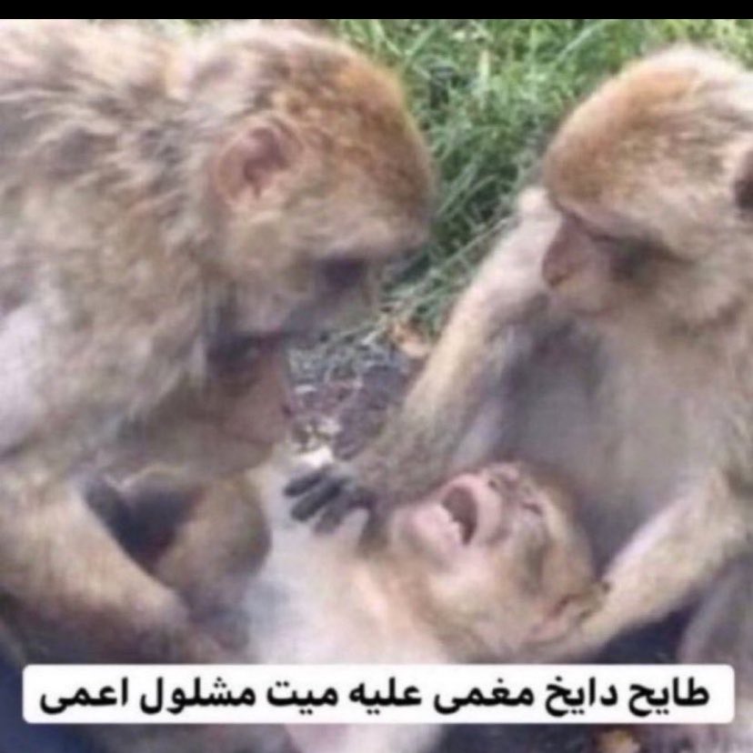 ىُركي 🍋 tweet media