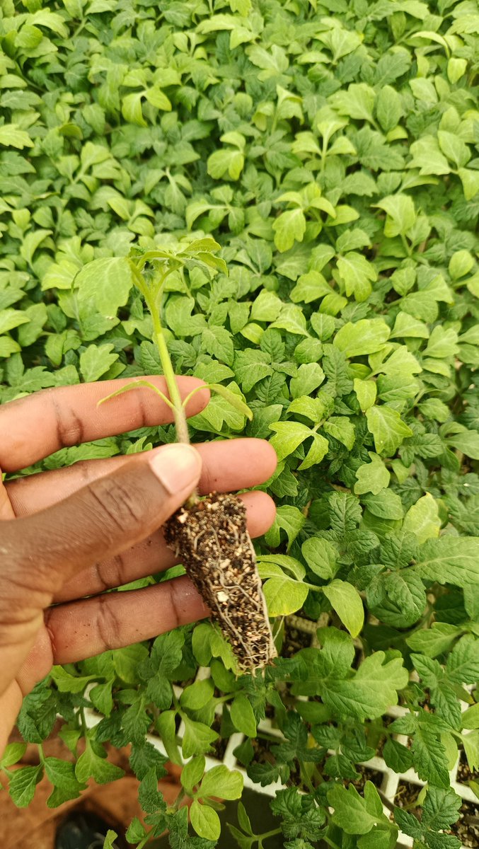 kalebndolo's tweet photo. Meet the Harmony F1 Tomato! 🍅✨
With unbeatable disease resistance, high-yield uniformity, and a rich, sweet flavor that customers love, it’s the perfect harmony of tough and tasty.
 Upgrade your harvest this season!
🌱 High Yield
🛡️ Strong Disease Resistance
👅 Premium Flavor https://t.co/DG7xGPDQuJ