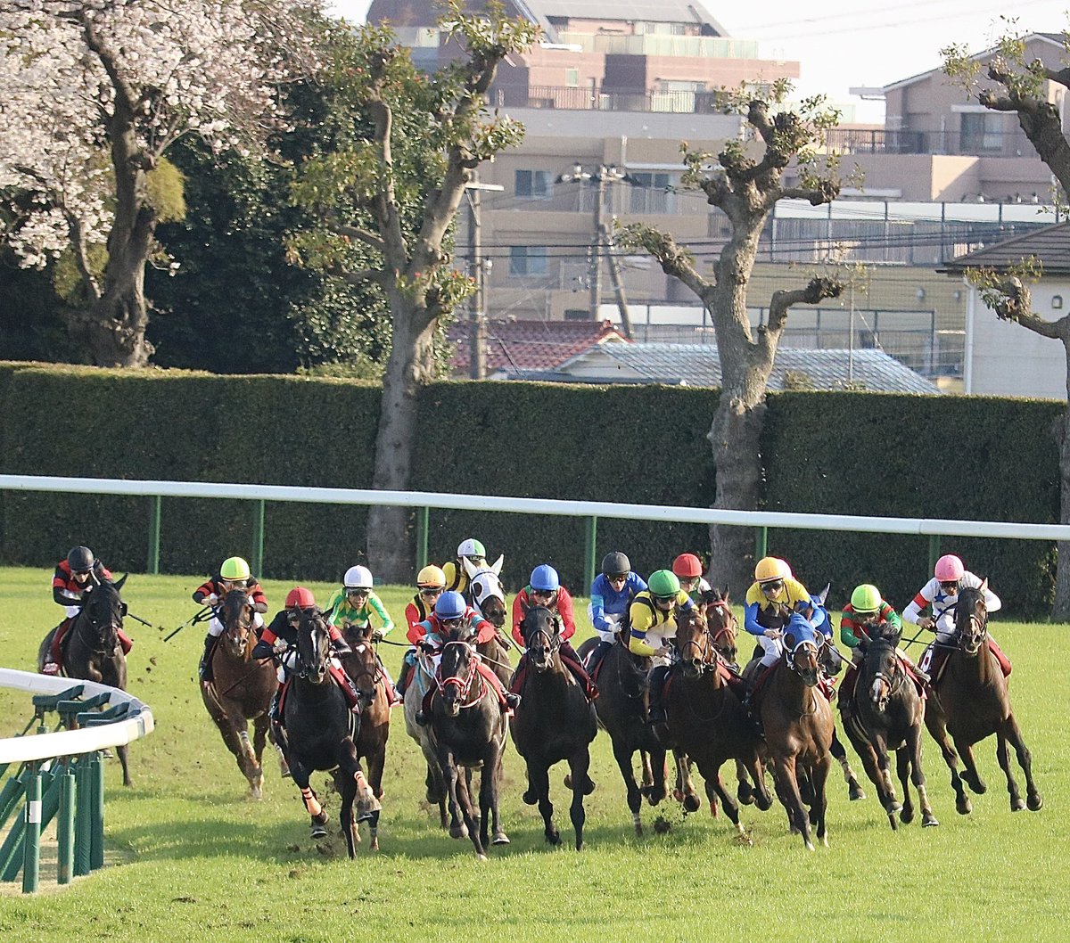 choli1982's tweet photo. マイユニバースの生きた証✨
日経賞の写真を改めて🏇レースを見返してもめちゃくちゃカッコいい強い競馬！
マイユニバースのご冥福をお祈りします😢
#横山典弘騎手 #マイユニバース #日経賞 https://t.co/oxR3E7xERj