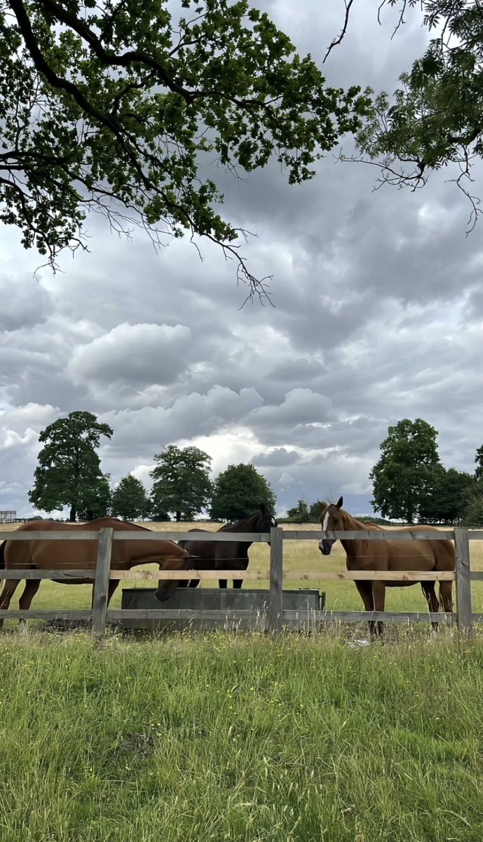 MTRLLM's tweet photo. Good memories from San Giacomo Horses https://t.co/fZg2wFLhLN