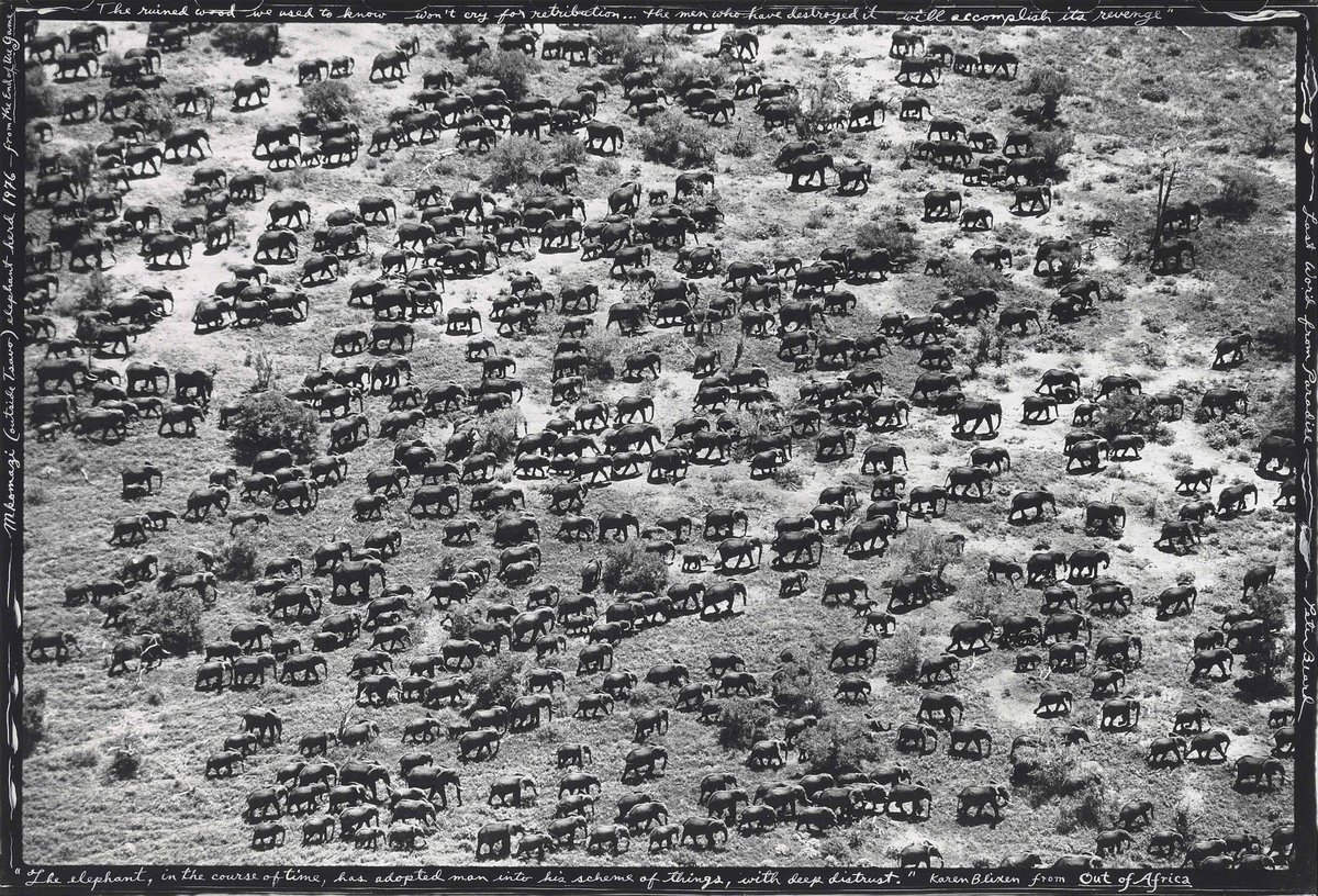 AfricaFirsts's tweet photo. In 1500, Africa was home to over 25 million elephants.

By 1900, their population had dropped to 10 million, and by 1979, only 1.3 million remained.

By the mid-1990s, the elephant population fell below 300,000​​.

This is a photo from 1976. https://t.co/T06brQSUxP