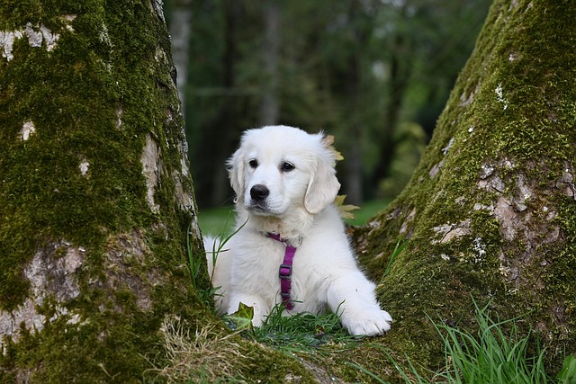 TechnologyXohe's tweet photo. Every puppy make everyday life more joyful ❤️
Their kindness makes life feel more meaningful 💫
eJls https://t.co/wHBYG2KR8u
