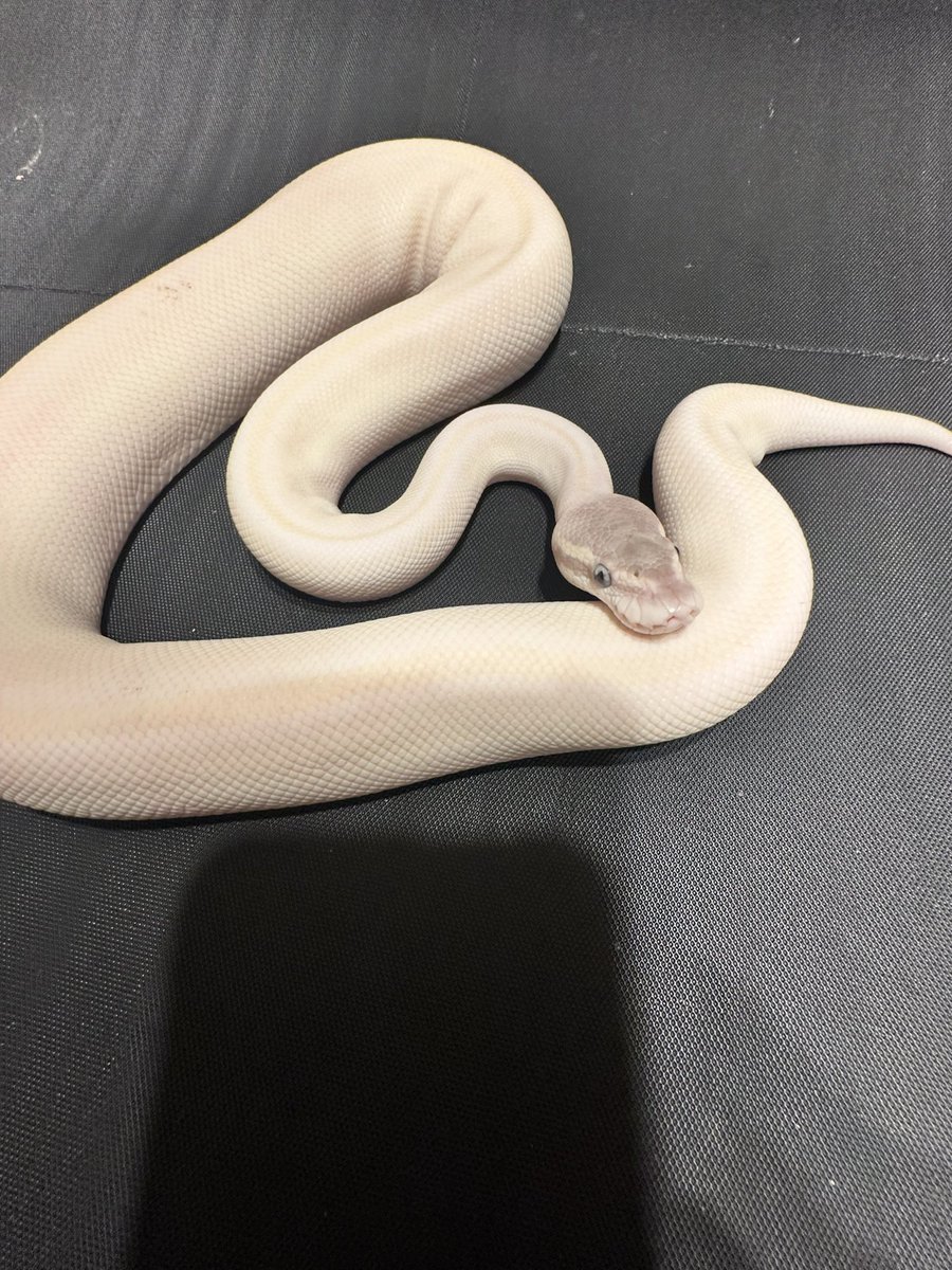 represt_line's tweet photo. 【ボールパイソン販売】
①Super Mojave 50%het Clown♂
2025.8    477㌘  自家CB

25,000円(税込)

皆さん大好きBEL‼️👴
背中にうっすら黄色いラインが入っています。真っ白ではありません🤗

販売情報まだまだ続きます。

 #ボールパイソン https://t.co/quvZ72SAZ0