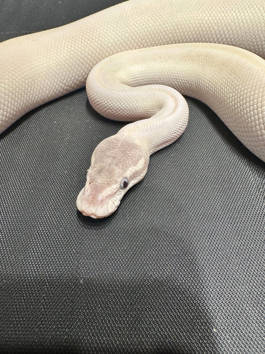 represt_line's tweet photo. 【ボールパイソン販売】
①Super Mojave 50%het Clown♂
2025.8    477㌘  自家CB

25,000円(税込)

皆さん大好きBEL‼️👴
背中にうっすら黄色いラインが入っています。真っ白ではありません🤗

販売情報まだまだ続きます。

 #ボールパイソン https://t.co/quvZ72SAZ0