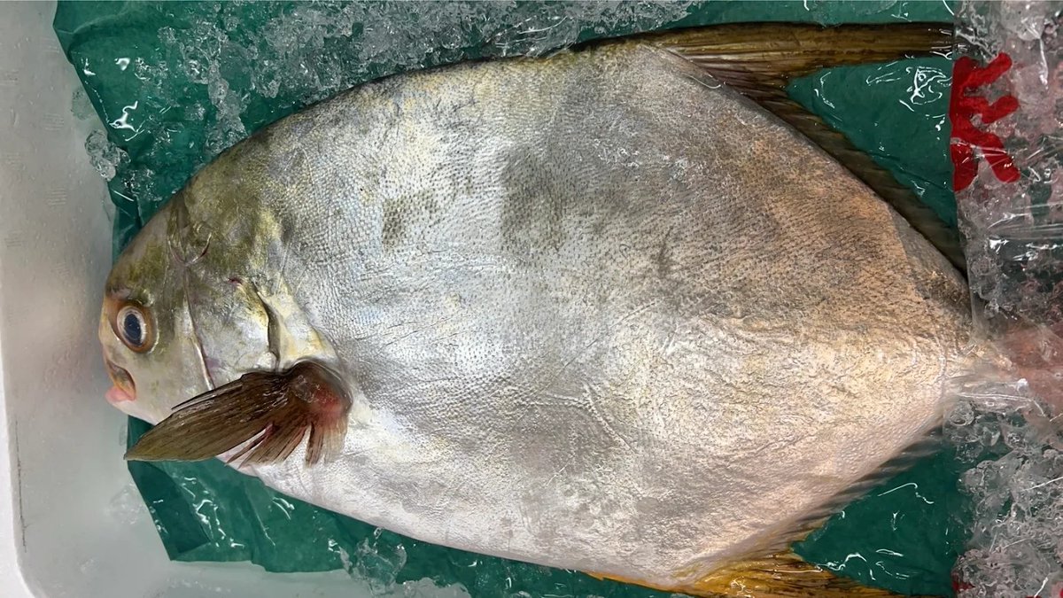 怪魚入荷！売ります！ この魚の名前わかる人～😁