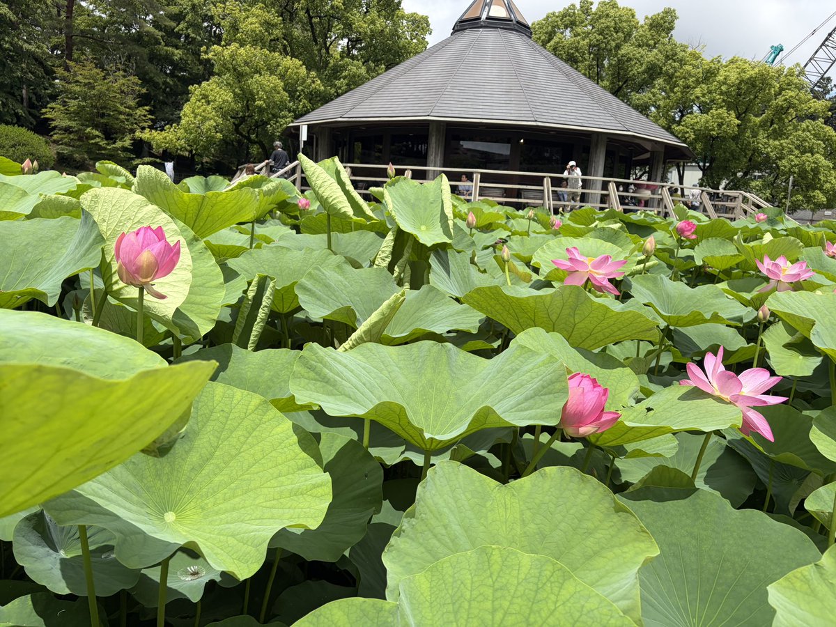 chibacity_ta's tweet photo. 🪷今朝の開花数は168輪🪷

雨上がりの千葉公園。
大きな葉の間から顔を出したオオガハスが、今朝はひときわ美しく見えました✨

見頃に向けて、少しずつ花数を増やしています😊
https://t.co/rnO5JdyZ90

#千葉公園 #オオガハス #大賀ハス https://t.co/hEgwFPSBVE