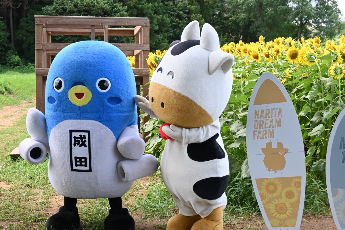 unarikun_narita's tweet photo. みんなおはよ～。今日は #ひまわりの日 だよ！
今年も、#成田ゆめ牧場 できれいに咲いているかなぁ～♪
また遊びに行くね！うな。
#ゆめこちゃん #過去のお写真 https://t.co/t7t8ebQb1e