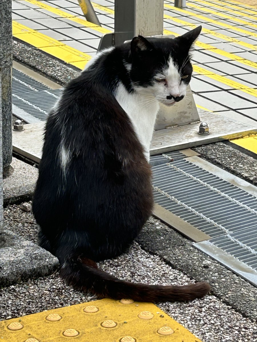 jack_evr's tweet photo. 猫🐈 https://t.co/JsoL71YkUa