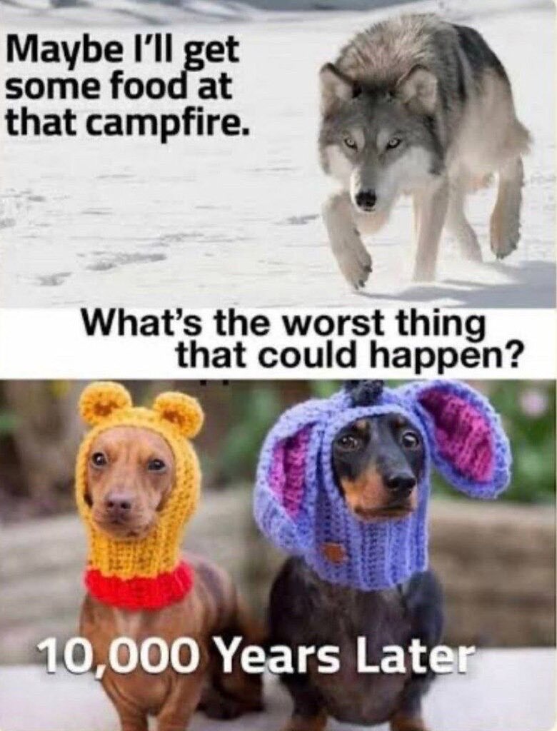 Buddydawg77's tweet photo. Poor little dogs!!! 🤣🤣🤣🤣🤣🤣🤣🤣🤣🤣😂🤣 https://t.co/QcsWGFDSLc