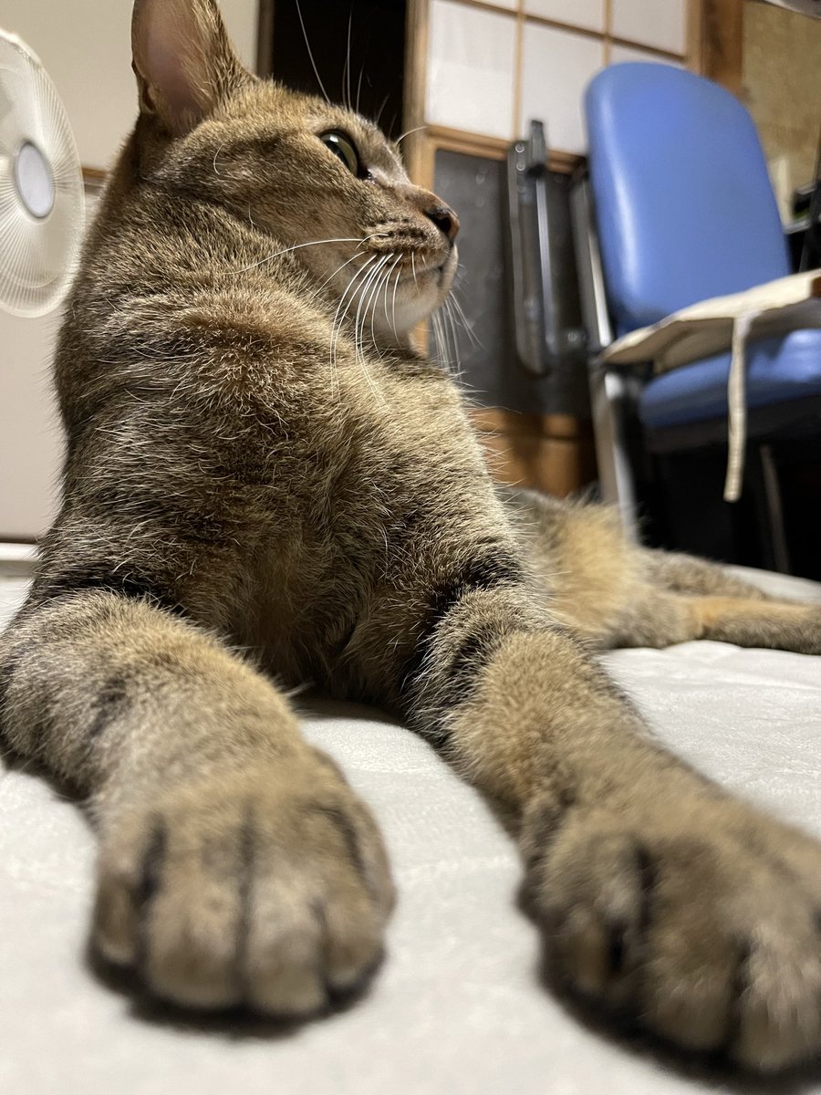 おはようにゃんこ✨🐈