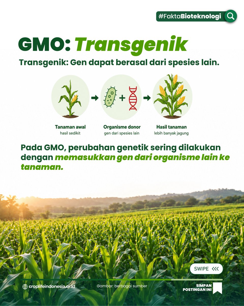 CropLifeIndo's tweet photo. PENGEDITAN GENOM BELUM TENTU GMO TRANSGENIK! #SahabatCropLife

#Bioteknologi #GenomeEditing #CRISPR #RekayasaGenetika #PertanianModern #KetahananPangan #FoodSecurity #AgricultureInnovation #ScienceCommunication https://t.co/cR5GUIR2SZ