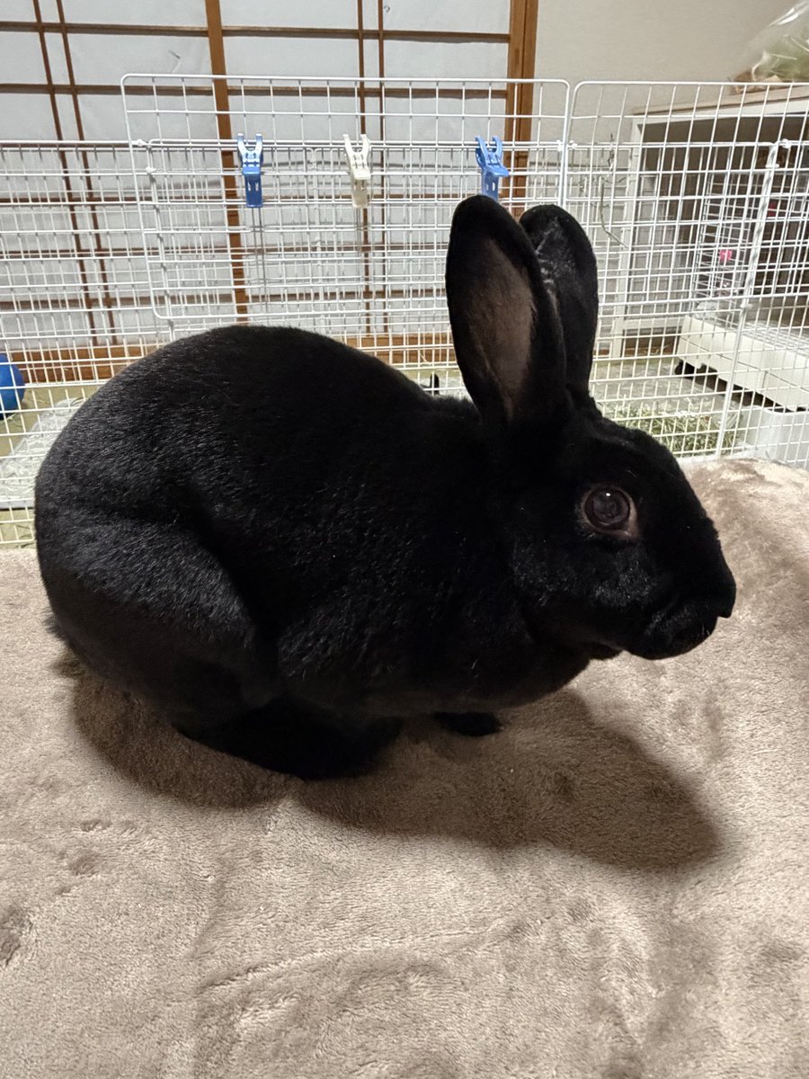 warabitan6's tweet photo. わらび🐰６歳、お迎えして🏠今月で6年になりました。
先日、健康診断🏥に行ったところ、右目が白内障であることがわかりました🥺
進行を遅らせるために眼薬１日3回。
これがなかなか難しい😓
点眼後、すぐにお顔くしくししてます🐰 https://t.co/Di25RO1Att