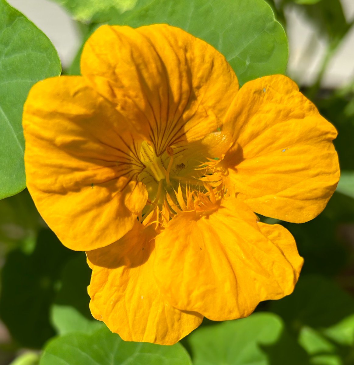 BonnieDool5t's tweet photo. Some Yellow For #SundayYellow https://t.co/ZVGIJAduK6
