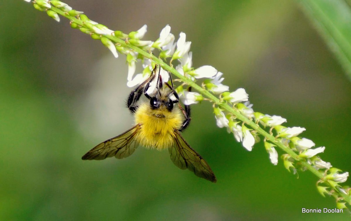 BonnieDool5t's tweet photo. Today’s Bee #NaturePhotography https://t.co/1baGopzFjA