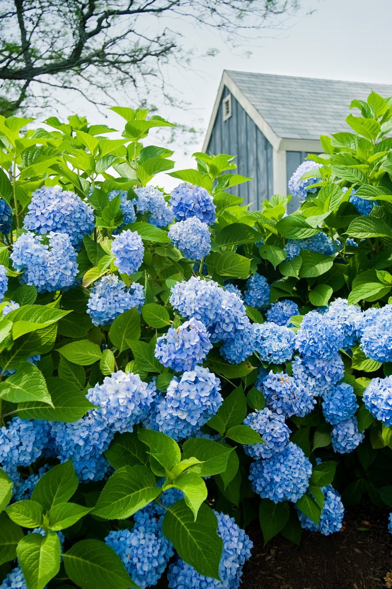 expo2027_japan's tweet photo. ／
アジサイ
#季節の花
＼

雨の日にも優しくうつろう色彩で人々の心を癒してきたアジサイ（紫陽花）は、古くは万葉集に歌われ、梅雨の季節の風物詩。日本人にとって身近な花木として親しまれています。

海外での育種や生産も盛んで輸入品の切り花も出回りますが、国産の季咲き（年に一度開花する性質のこと）のアジサイは水を宿したような瑞々しさが魅力です。

切り花のアジサイを飾る際には、房状の花を軽く手で広げてムレを防ぎ、茎をできるだけ鋭角に斜めにカットし、中の白い綿を掻き出すように取り除くとよいでしょう。

切り花栄養剤も必ず活用しましょう。

参考：
WEEKEND FLOWER「フラワーレシピ」
Instagram：@weekendflower_official

#withGREENEXPO
#2027年国際園芸博覧会
#greenexpo2027
#flower
#green
#花の飾り方
#花の楽しみ方
#花のある暮らし
#暮らしに花を
#ガーデン
#ガーデニング