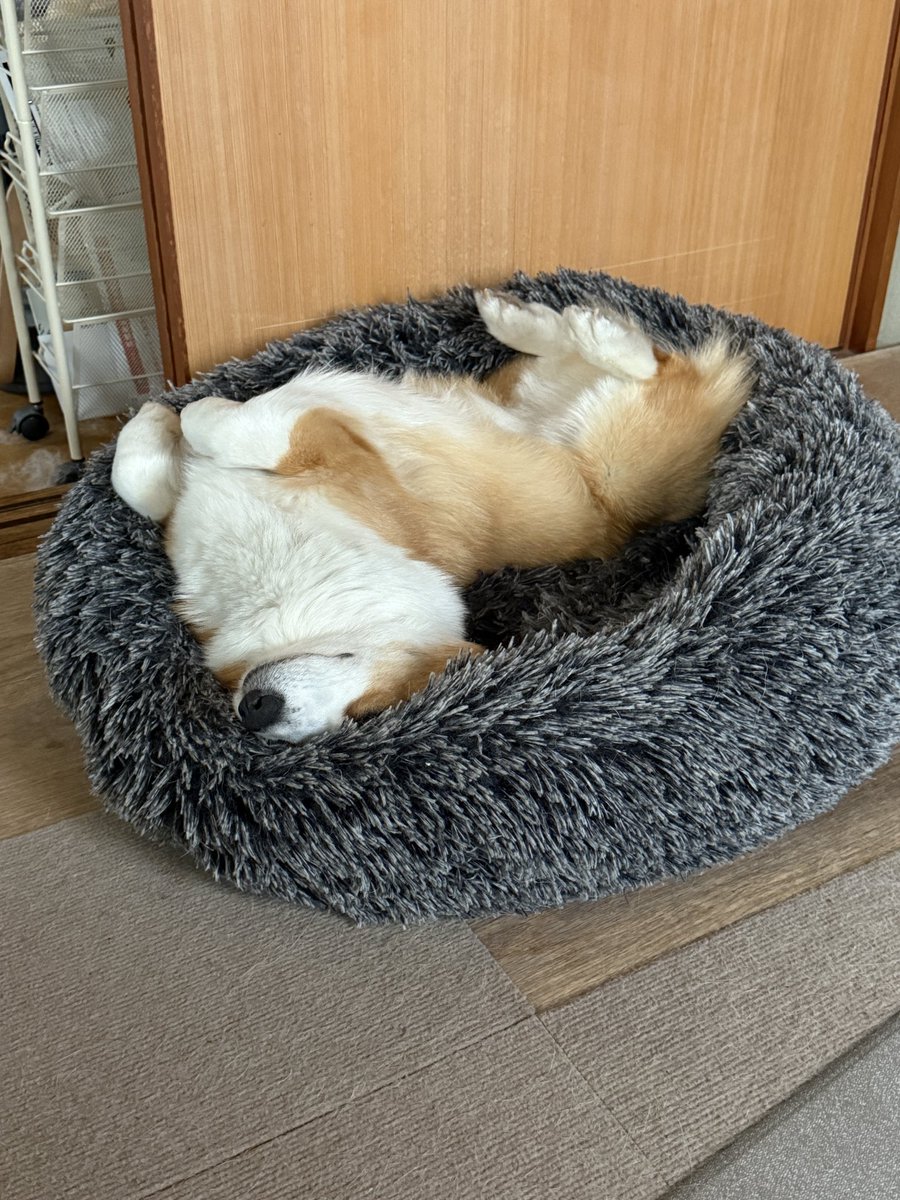 chobison's tweet photo. あたち。もうちょっとねるから。
おこさないで。
#コーギー #corgi https://t.co/fka0EGgsZx
