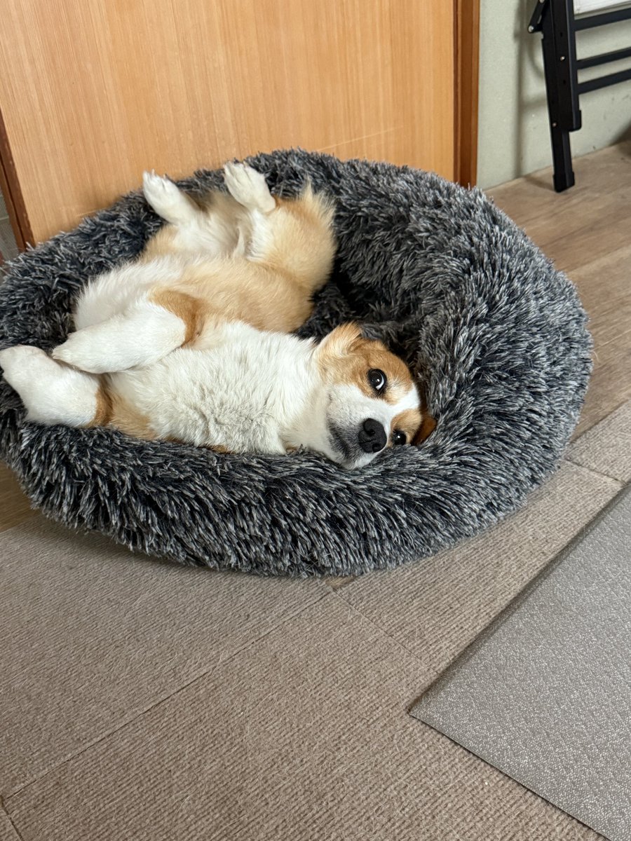 chobison's tweet photo. あたち。もうちょっとねるから。
おこさないで。
#コーギー #corgi https://t.co/fka0EGgsZx
