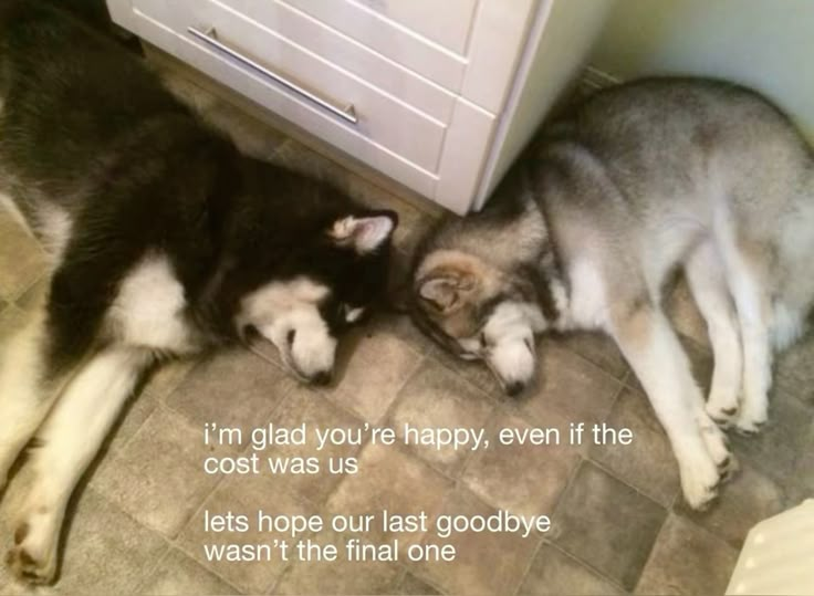 Dog tweet media
