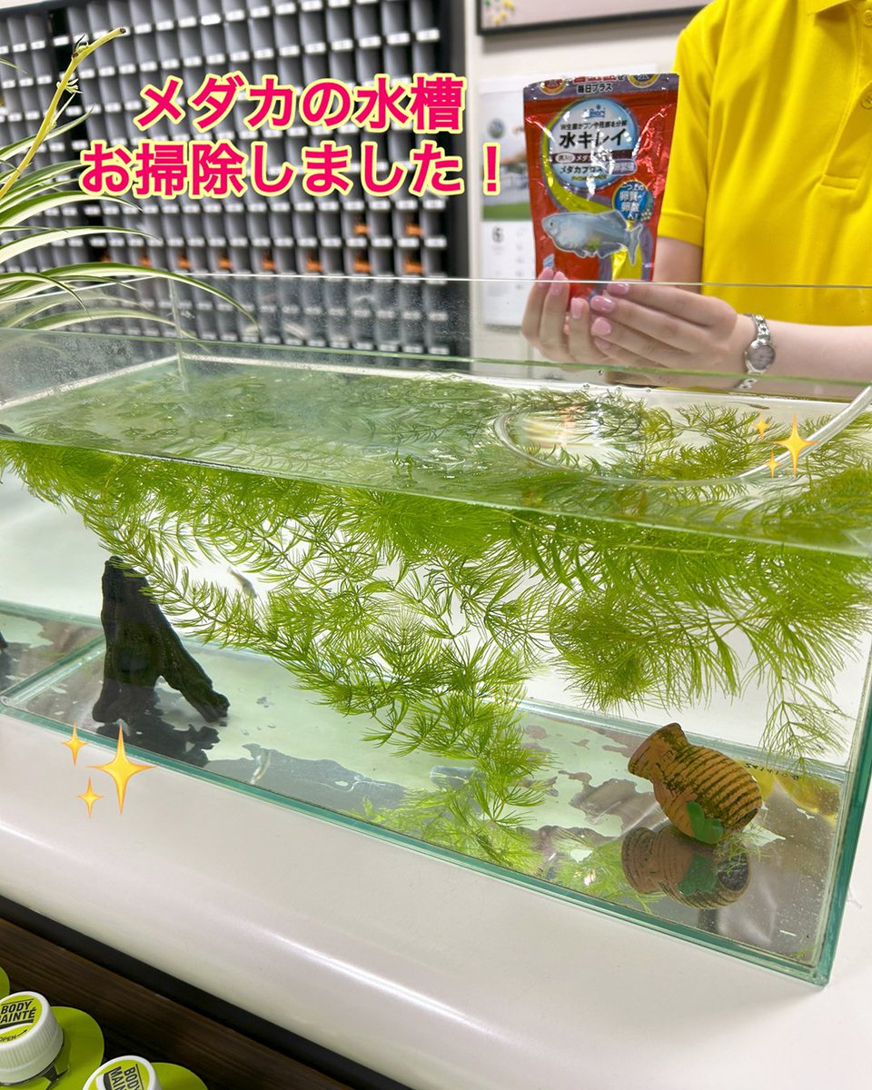 shoko_plusone's tweet photo. メダカの水槽お掃除しました🐟🐟🐟

ピカピカです！🌟

メダカちゃんも気持ちよさそう😚✨

#スポーツクラブプラスワン #鶴岡 
#休館日はスタッフみんなでお掃除Day 🧹 https://t.co/OYcuaFXfNJ