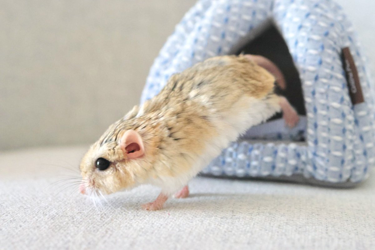 ゆっこ🐭ねずみの雑貨屋CLOVER🍀 tweet media