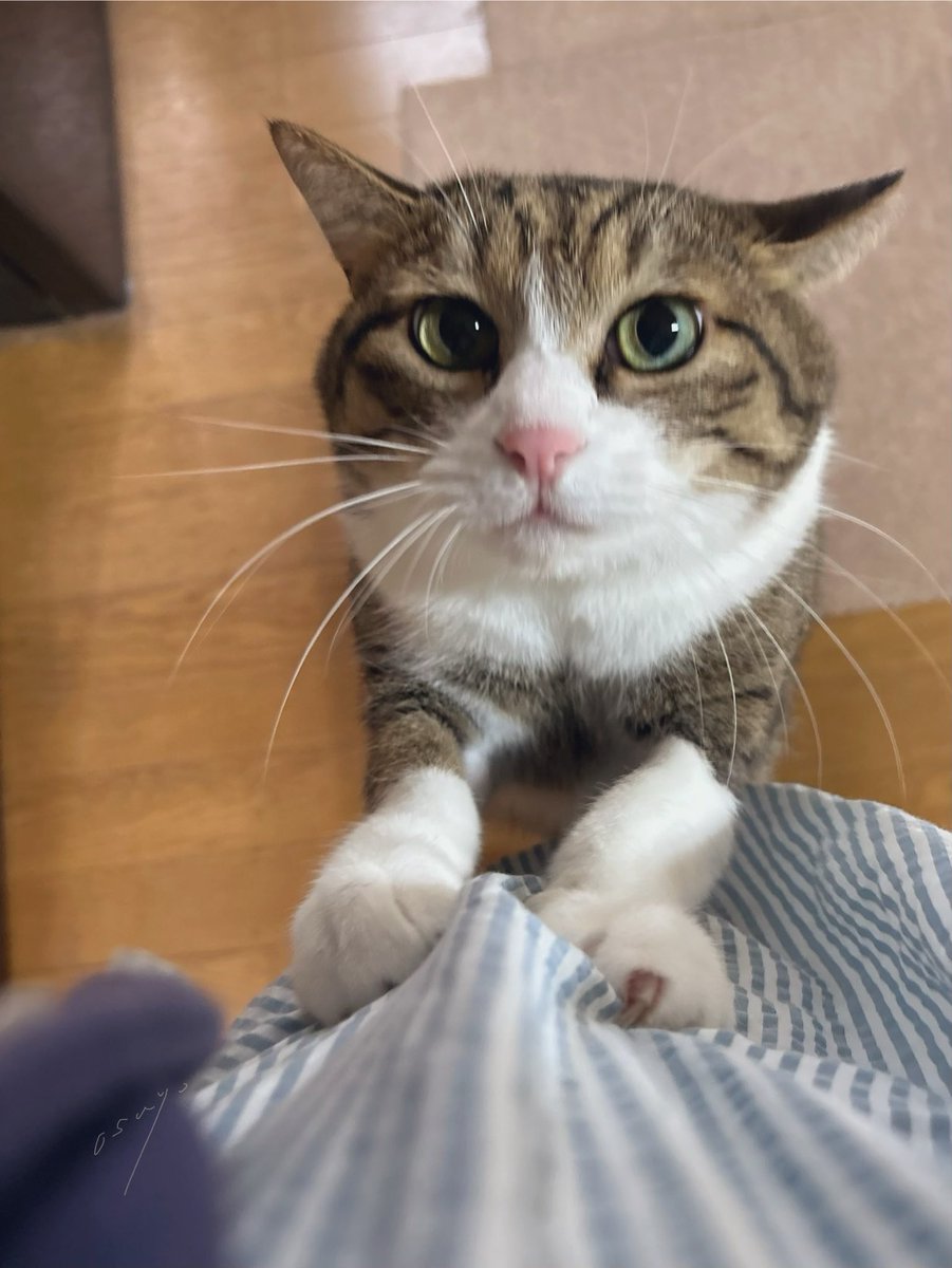 osuyolupin3's tweet photo. #猫 #PrayForPeace
もう
いっぱいナデナデ ちてもらう って
きめてまつ!! https://t.co/yRbO8DR9La