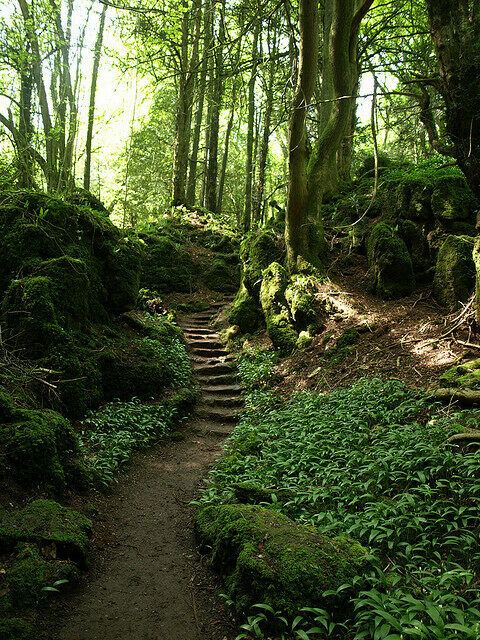 yesjimstheman's tweet photo. Puzzlewood, Gloucestershire, England!❤️🏴󠁧󠁢󠁥󠁮󠁧󠁿 The 14 acre ancient woodland in the Forest of Dean has been used in Star Wars: The Force Awakens and the fantasy series Merlin! https://t.co/9PdeLAAsip