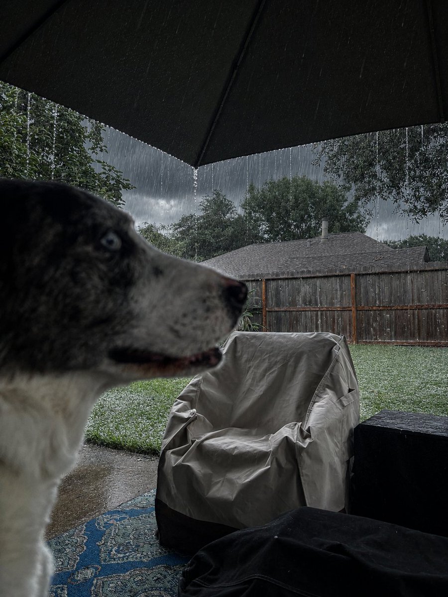 PathogenScribe's tweet photo. Gypsy helped me record this week's #InfectiousDose episode—an immersive exploration of the smell of summer rain—under the patio umbrella during a storm.
Episode drops Tuesday night at midnight CST.
#SummerRain #Petrichor #Bliss https://t.co/sXnbklBHxs
