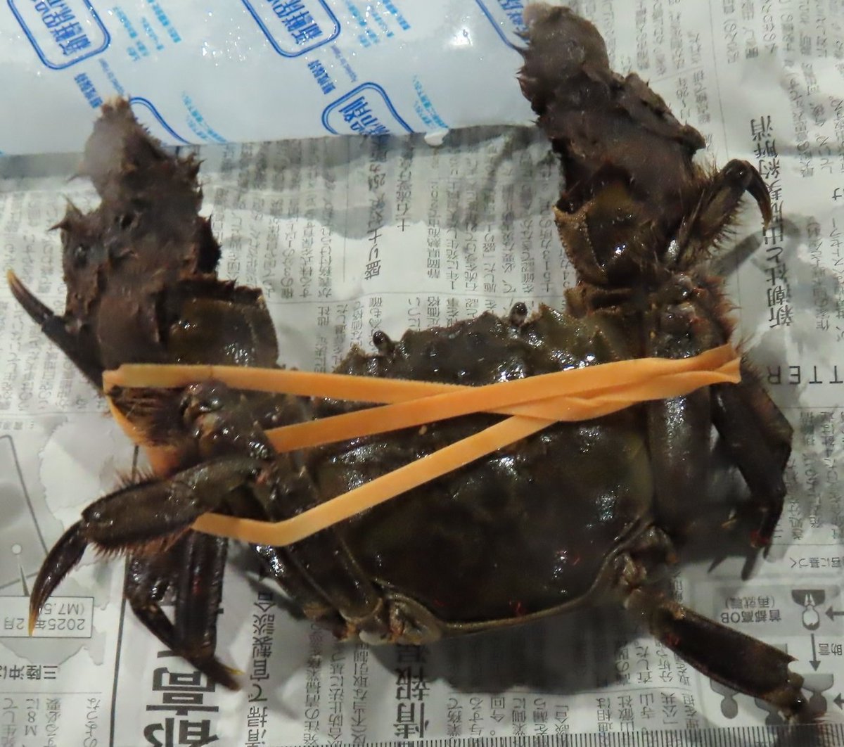 OrganicNewsClip's tweet photo. 【ダイオキシン】台湾衛生福利部食品藥物管理署は6月9日、日本から輸入した（産地不明）モクズガニからダイオキシンを4.5 pg WHO-TEQ/g湿重量で検出し廃棄・積戻し。台湾の基準値は3.5pg。日本の暫定基準値は耐容一日摂取量（TDI）として4pg/Kg/日。
台湾食品藥物管理署 https://t.co/5N2ABKsCQa https://t.co/YRvBU6n4vF