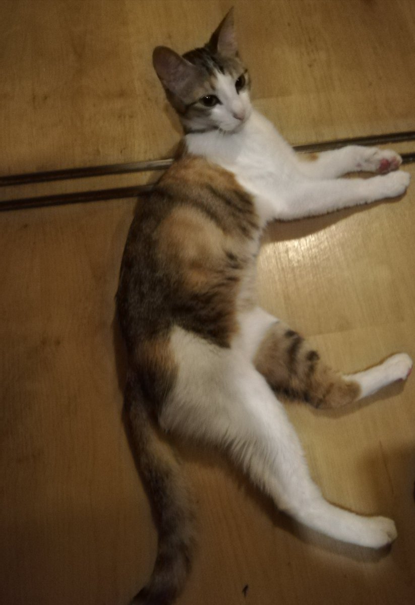 Cheese_marutan's tweet photo. そろそろネコが落ちてる季節が始まる
#ネコ　#cat　#猫 https://t.co/tDnJxNNy7e