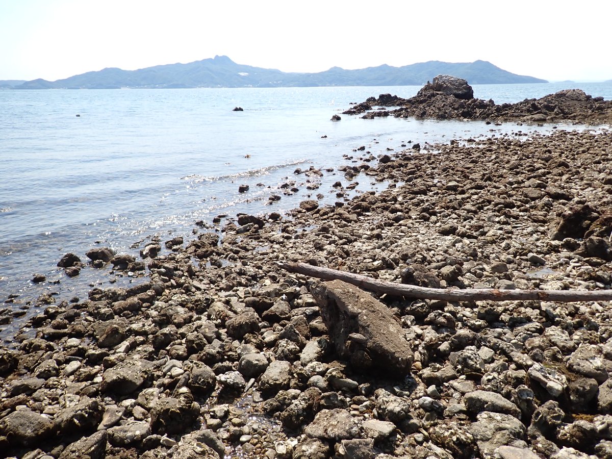 fpu_kaiyo's tweet photo. 6/12に香川県でアサリと流れ藻に随伴する魚類を採集しました。メバル類やカワハギ類の胃内容物を見ていく予定です。
#福井県立大学 #FPU #アサリ #流れ藻 https://t.co/785lxkojZ7