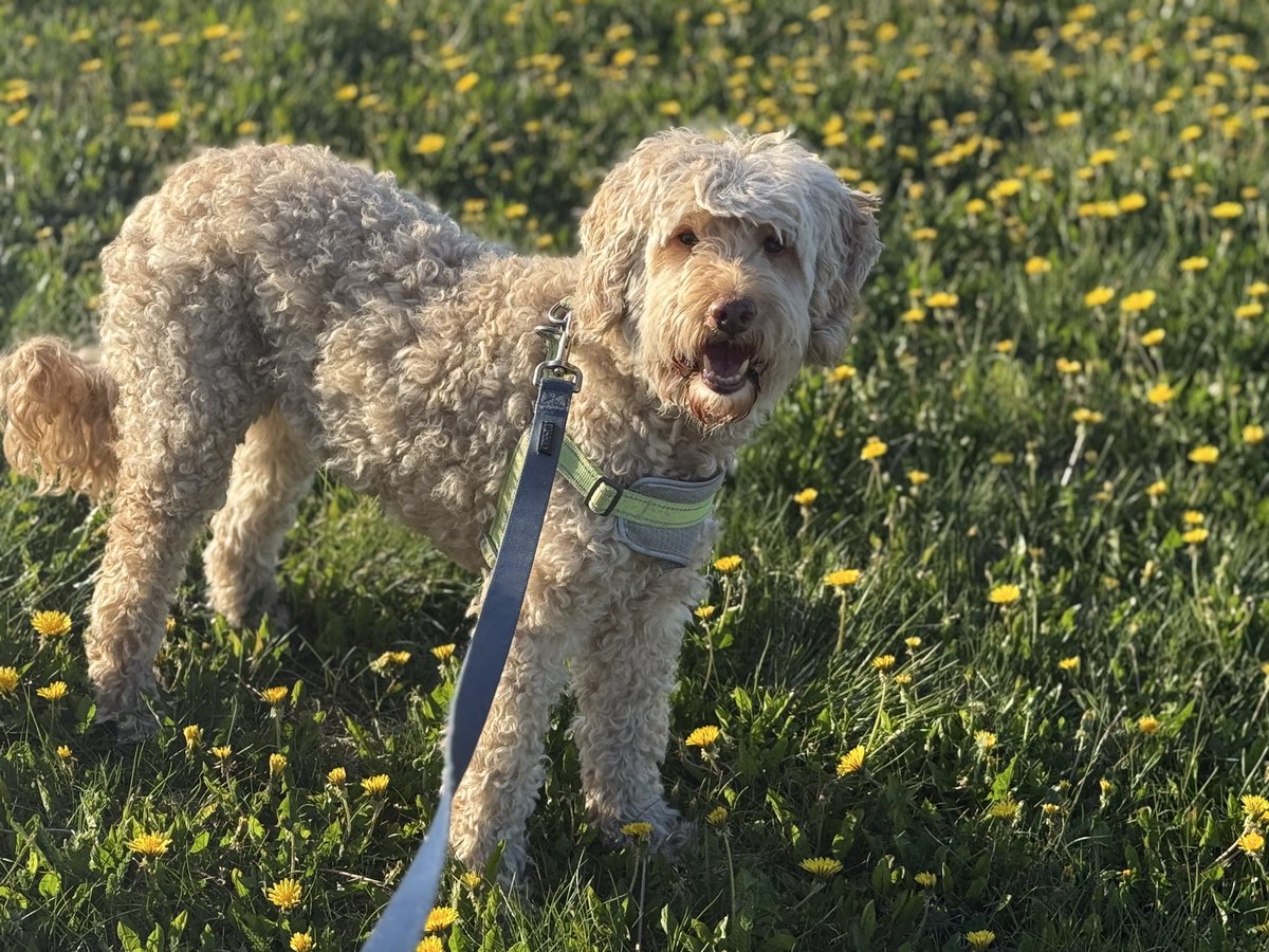 Earl of FrunkPuppy tweet media