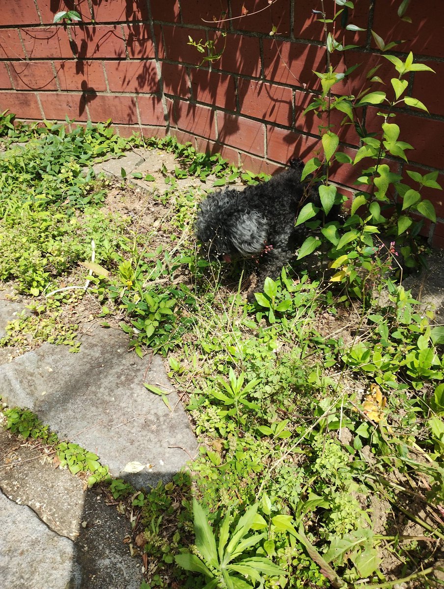 miyano_ha39's tweet photo. #迷い犬…
彦見町ファミリーマートあたり https://t.co/bah41AxLhZ