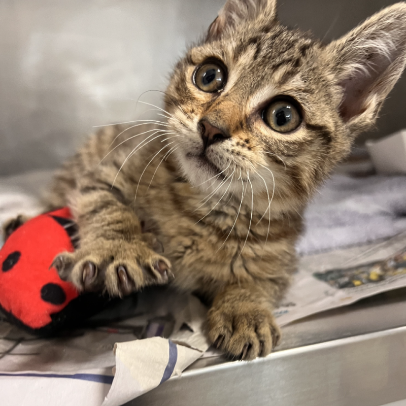 Care4Kitty tweet media