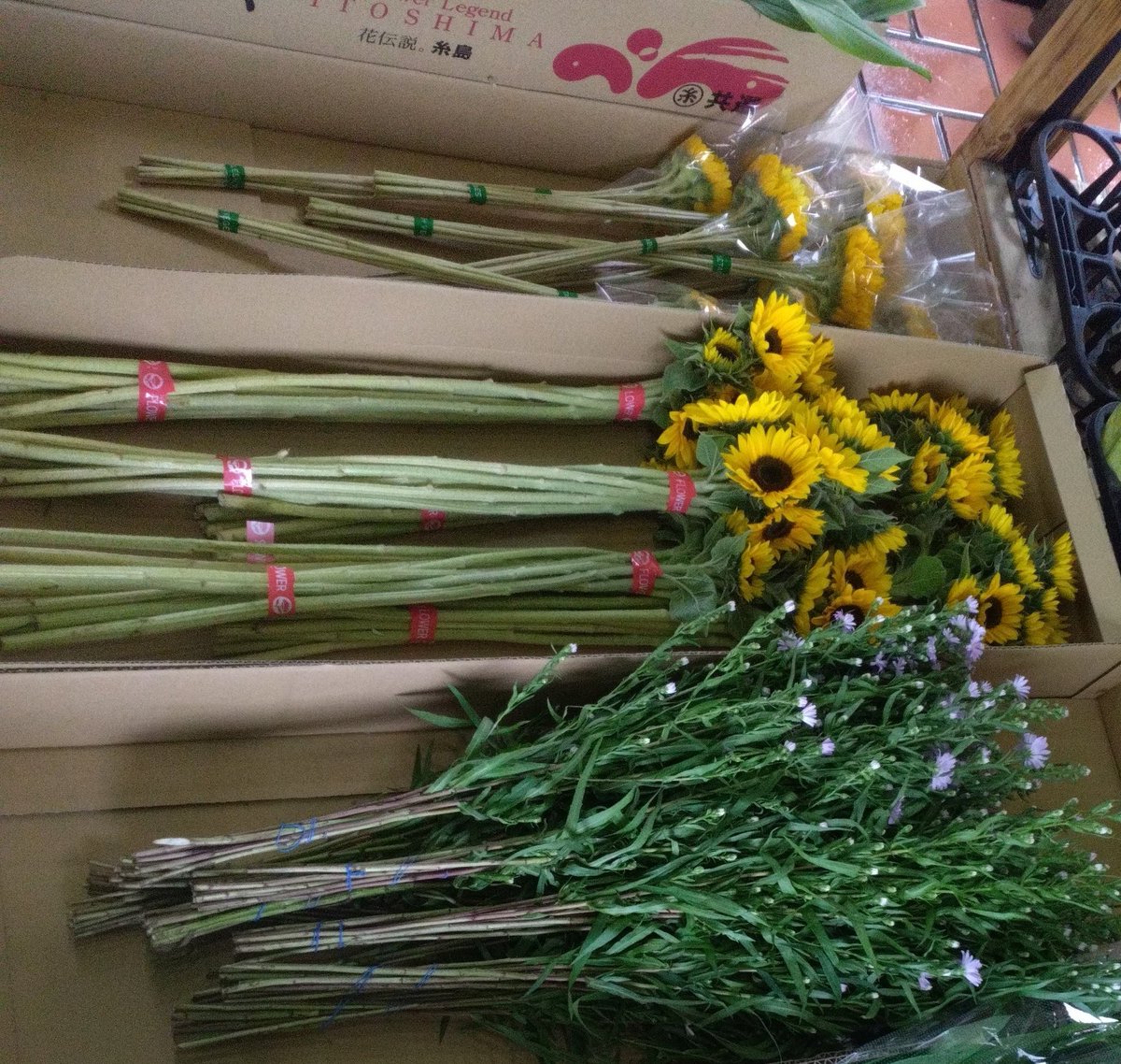 WF_ofuna's tweet photo. ユリやオンシジューム、りんどう、クルクマ、ひまわりなど新鮮な切花が入荷しております😳人気のバラもいかがでしょうか🌹✨是非ご覧下さいませ(⁠◡⁠ ⁠ω⁠ ⁠◡⁠)
#ワールドフラワー #大船 #花 #ユリ #クルクマ #バラ https://t.co/uAaVEFlHBC