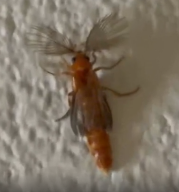 RowdyTomato's tweet photo. GG it's a glowworm beetle. They shoot highly toxic bioluminescent larvae at its prey, hence the name "glowworm" https://t.co/tcLN8HNoKk
