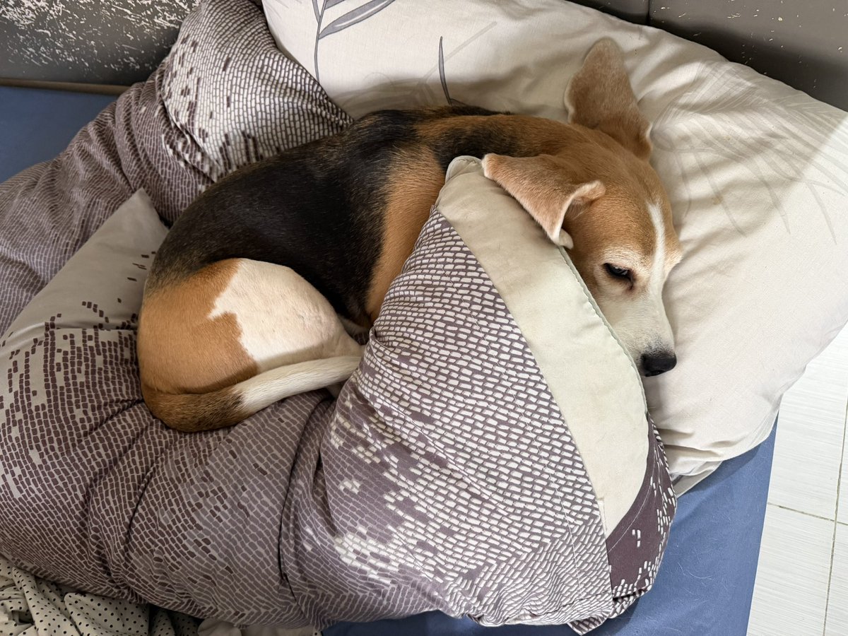 steffmariano's tweet photo. Can I just spend the whole day in bed with my furbaby? 🥺 https://t.co/xgsTToIcyO