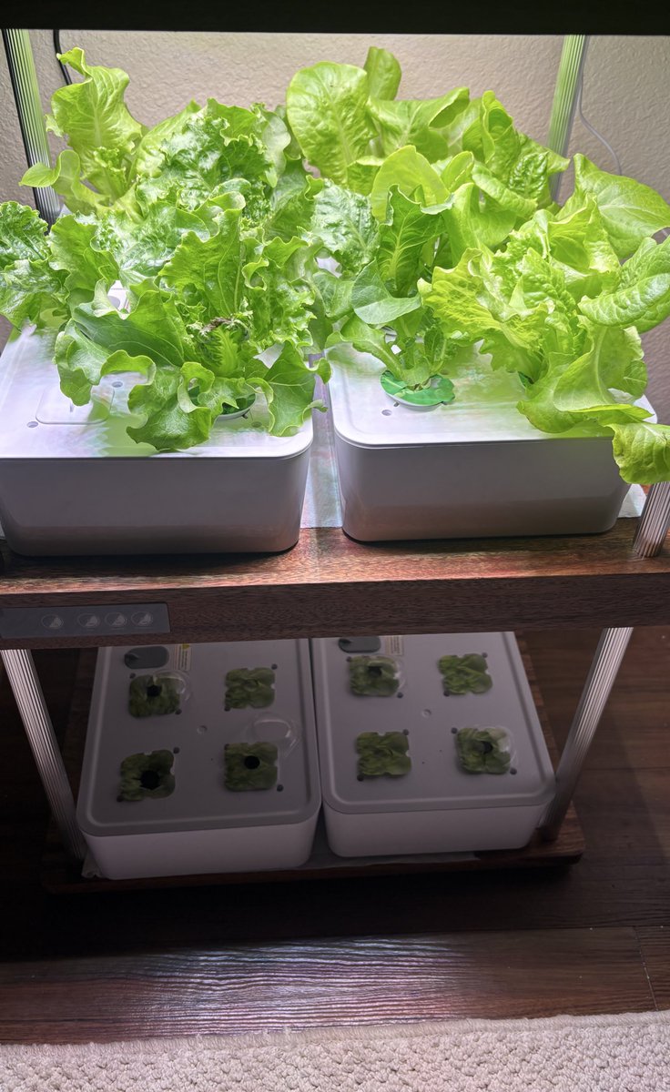 Biologist_bae's tweet photo. Decluttering and indoor gardening have made my space exponentially more calm and beautiful. https://t.co/LGnGGifahj