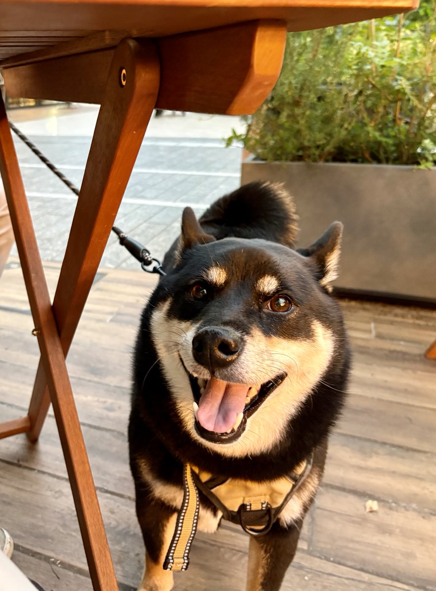 RinkoSaito's tweet photo. ママがご飯食べてる間
ちゃんと伏せして待ってたょ。
「さぁ、お家帰ってボクもご飯食べたい！」の顔。
案の定、帰りはめちゃめちゃ早歩きだった😆💦 https://t.co/9jpyw2sneJ