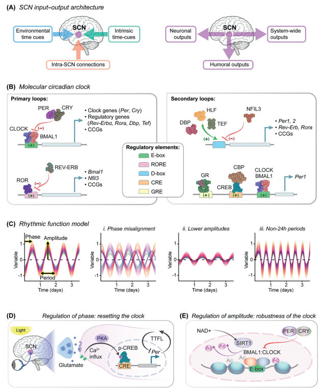 LabWaggoner's tweet photo. Review @TrendsinPharma 
Chronobiomaterials for circadian-aligned brain therapeutics @CincyResearch @DiegoUsingTw
https://t.co/F7hFAV7Opj https://t.co/eDgkz2eWuL