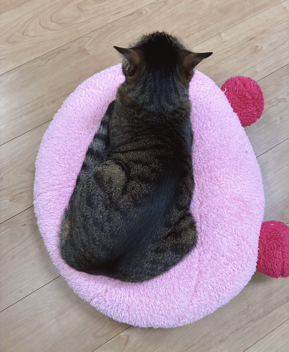 __perosuke__'s tweet photo. 最近よくカービィがペチャンコにされてる https://t.co/lbjAqpTA6a