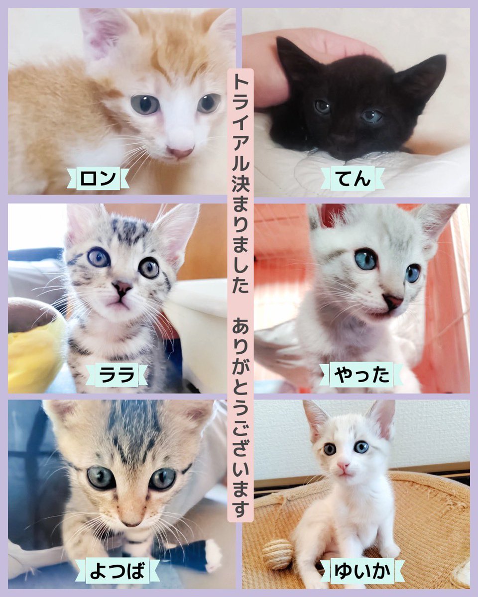 minatonekonokai's tweet photo. 6/6・7・14の譲渡会で22匹のトライアルが決定です

皆様が譲渡会告知を
RP拡散してくださるおかげで温かいご縁がたくさん繋がっています
本当にありがとうございます🍀

次回譲渡会
6/21(日)13:30-15:30
名古屋市熱田生涯学習センター 

初めての方もお気軽にお越しください

#保護猫 #譲渡会の報告 https://t.co/TJe7y0u0b6