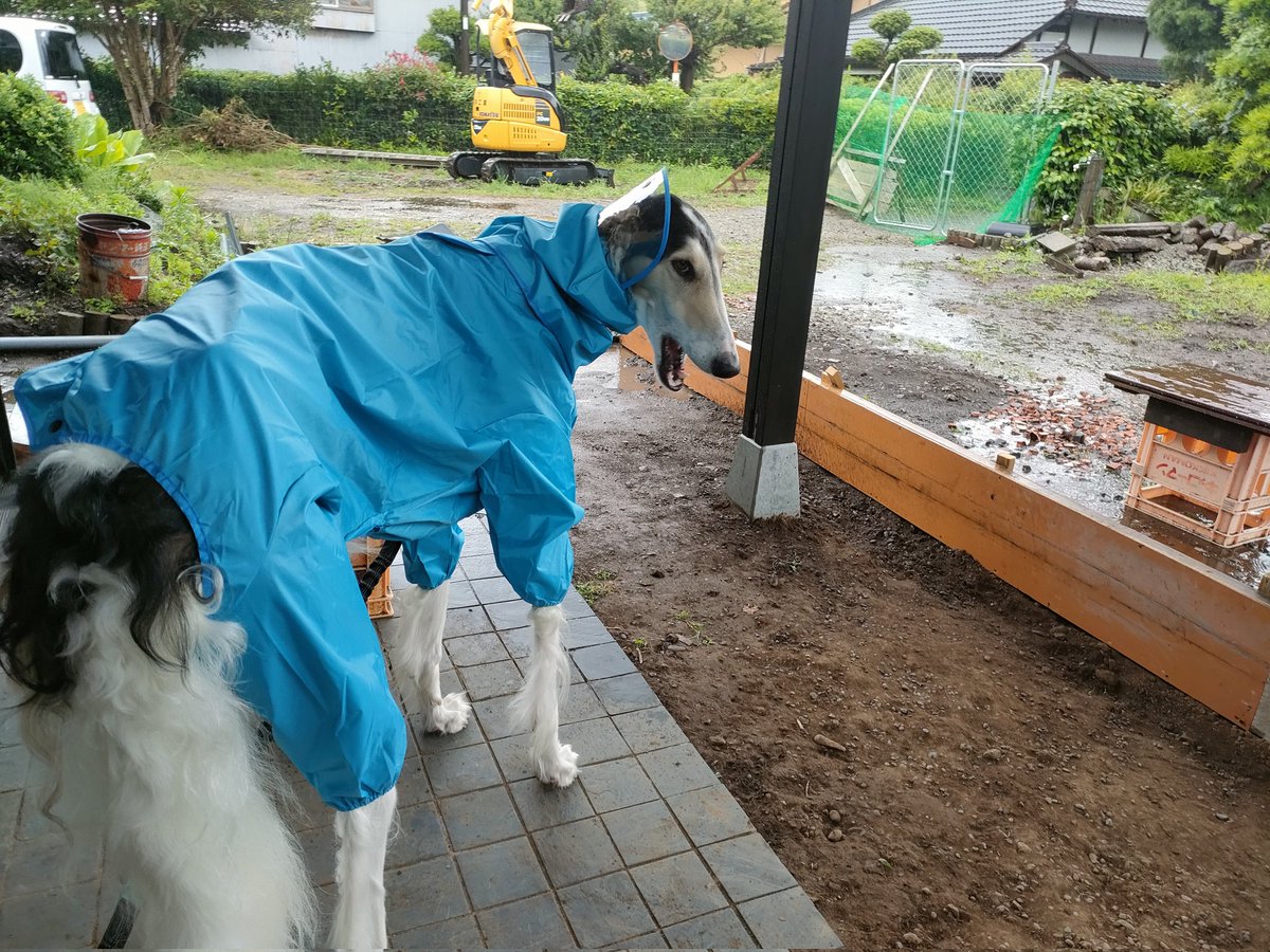 goodboy_max's tweet photo. おニューの雨合羽。
『雨降ってるじゃん〜！😩』（が） https://t.co/OjQbfLLmxT