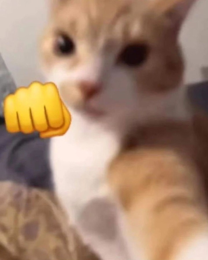 Punch Cat tweet media