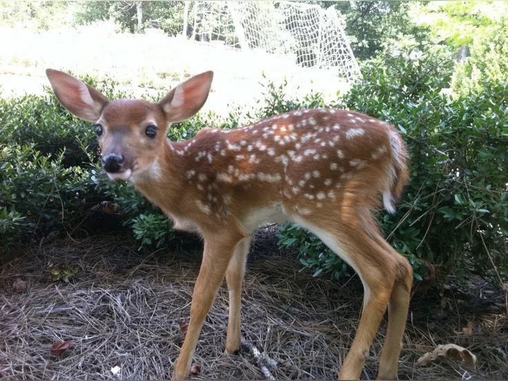 skyesandstars74's tweet photo. ~50kg 

Spotted Deer (female) https://t.co/WSXjWgaDWo
