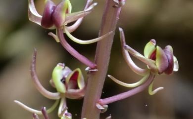Botany2214's tweet photo. (Vanda lamellata)
(Oberonia japonica)
(Phaius flavus (Blume) Lindl)
(Calanthe yroglossa Reichb.f.)
(Liparis formosana Reichb.f.)
https://t.co/ndkMHLzZOn https://t.co/YDOZsBl6LS