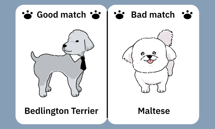 thehoustel's tweet photo. i'm the Bull Terrier, what are youuu?
https://t.co/yH3BQNnupM https://t.co/zreguOjhAN