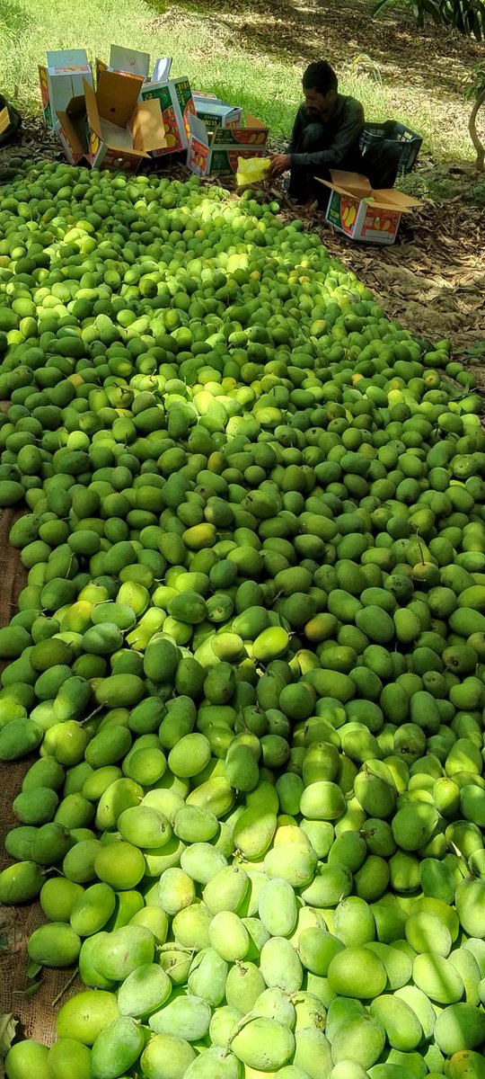 Sumiya_Naeem's tweet photo. As promised, straight from the orchard to your doorstep. Alhumdulillah all orders Dispatched 💚💚

#multanimangoes #exportquality https://t.co/ACFfUjH9bC