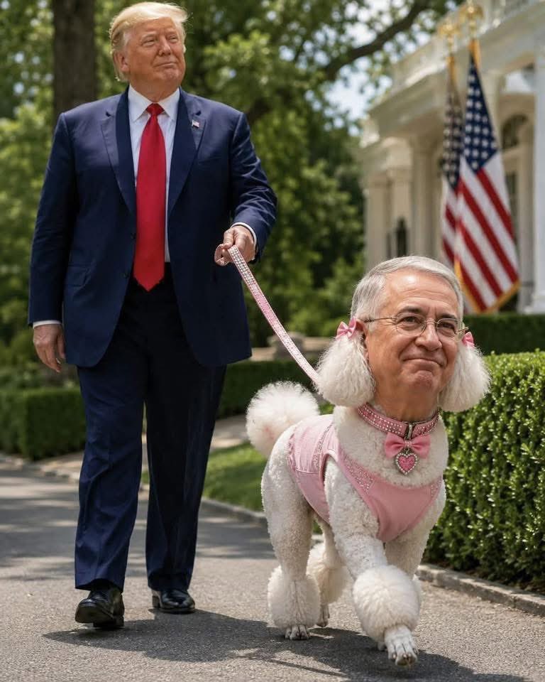 SoyMexicano_'s tweet photo. @FreddyOliviery @Monicao2712 #LaPerritaDeTrump nomas ladra pero no muerde porque la traen con correa https://t.co/8iqmye68iG