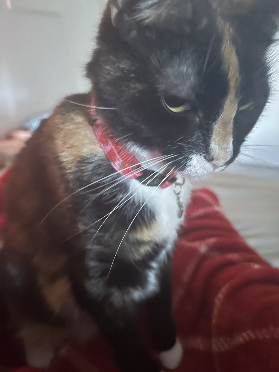 cjeanscully's tweet photo. she woke up and chose Judgement https://t.co/Tt50c28cnD