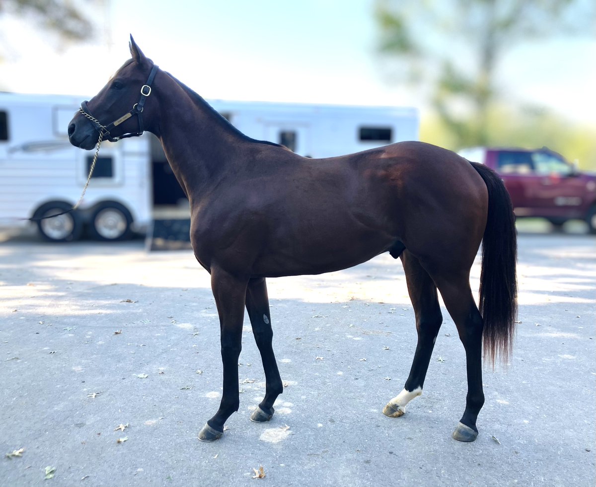 SilverSpringsKY's tweet photo. SST ➡️ Stakes Winner
Baby Vino dazzled this weekend in the Pegasus Stakes at @MonmouthPark! Trainer @LSchultz626 has done a fantastic job bringing his career along. 👏🏼 #SSgrad #ProvenSuccess
VINO ROSSO @spendthriftfarm https://t.co/SCMw8tyQ0H